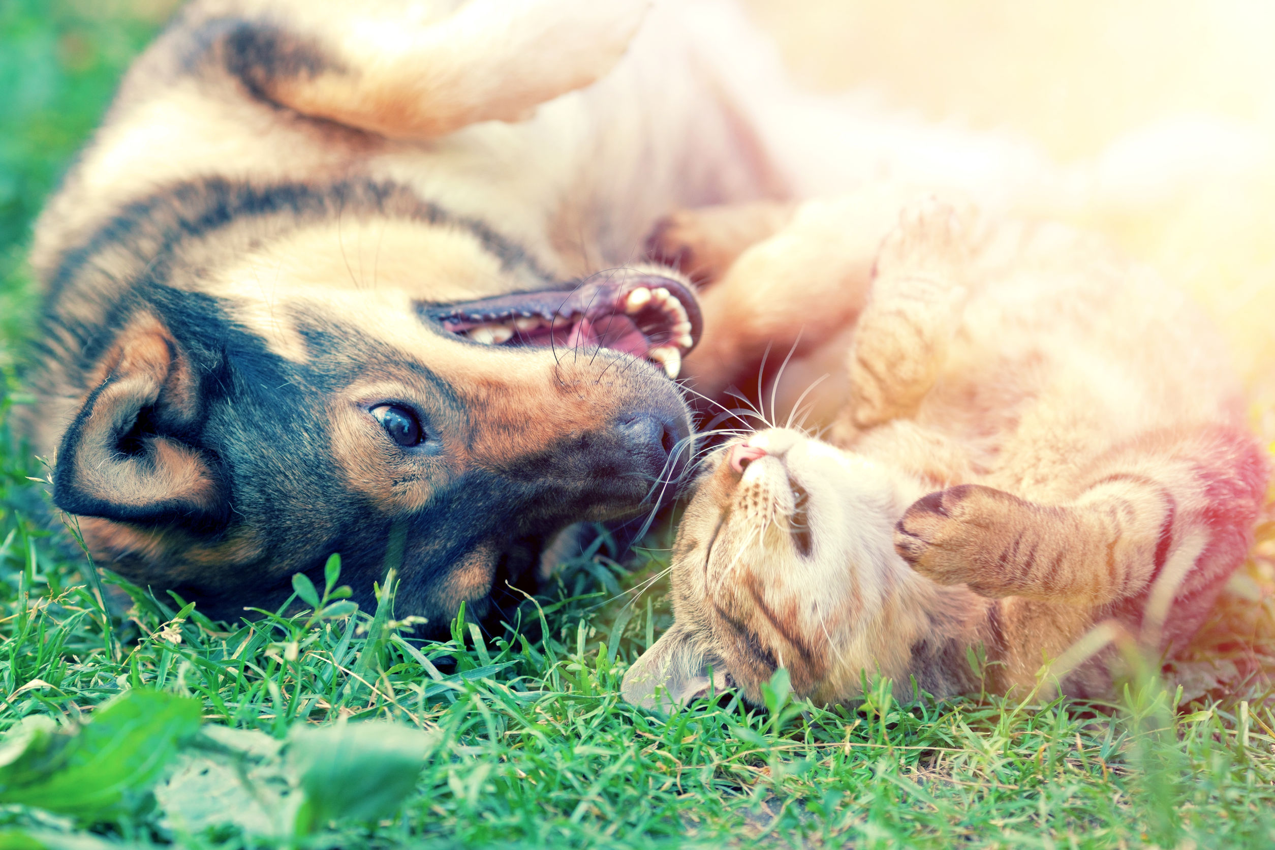 How Veterinary Services Are Making Your Pet’s Lives Free Of Complications?